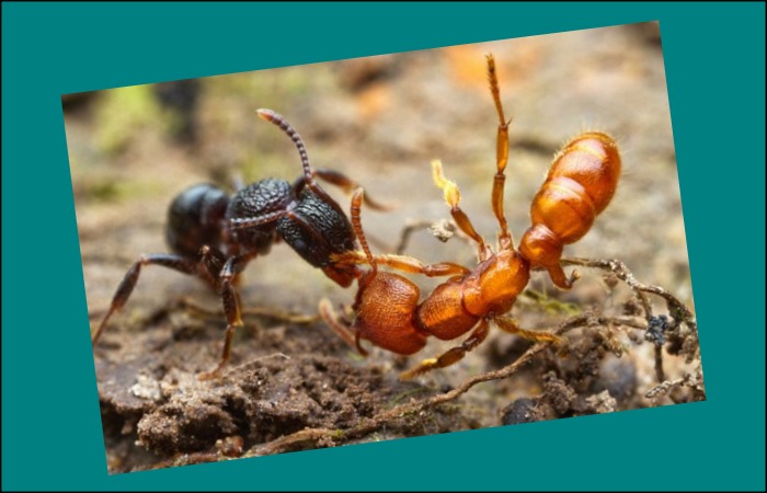 Bulldog Ant - Most Dangerous Ants in the World