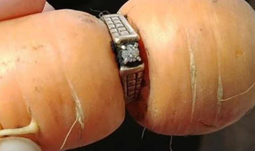 अजब-गजब – १३ साल बाद गाजर में मिली महिला की सगाई की अंगूठी
