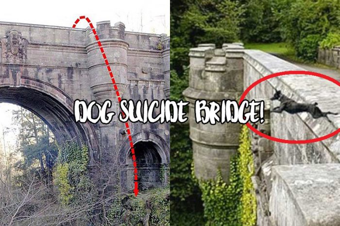Overtoun Bridge – रहस्यमयी है यहाँ कुत्तों का आत्महत्या करना