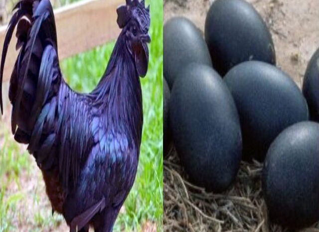 Kadaknaath Murga – अंडे और मीट का रंग भी होता है काला