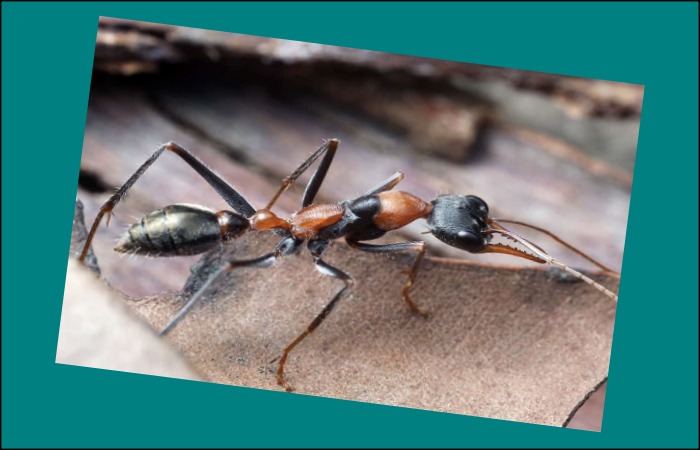 Bulldog Ant - Most Dangerous Ants in the World