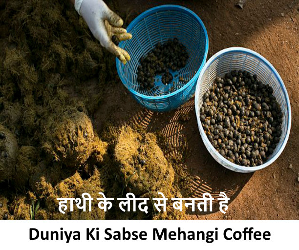 हाथी के लीद से बनती है Duniya Ki Sabse Mehangi Coffee