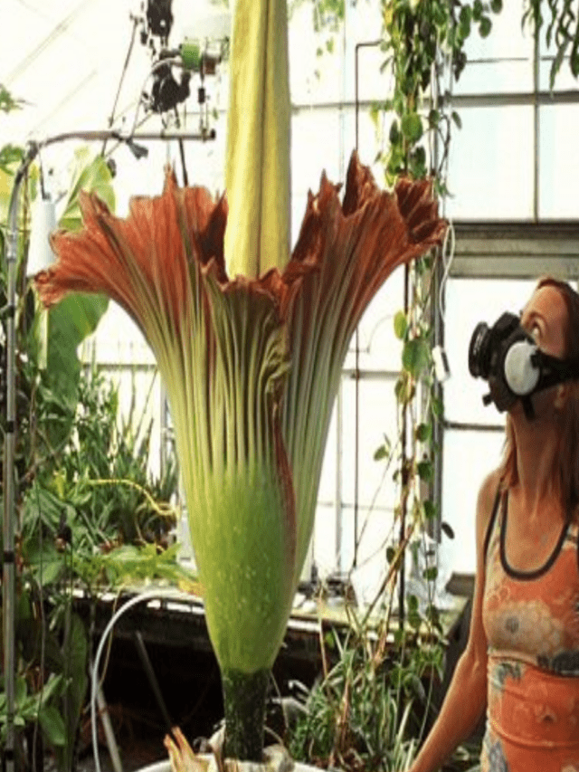 Amorphophallus Titanum – दुनिया का सबसे बड़ा फूल