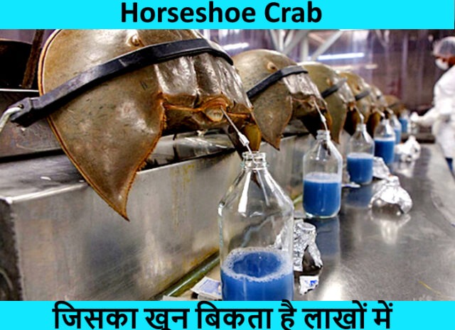 Horseshoe Crab – जिसका खून बिकता है लाखों में