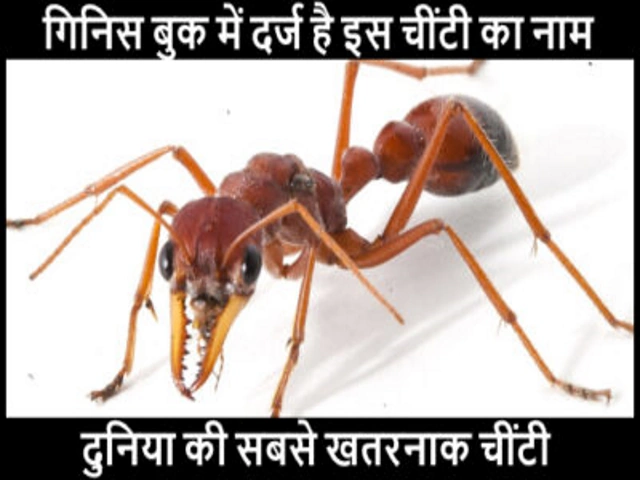 Bulldog Ant – इस चींटी के काटने से होती है इंसान की मौत